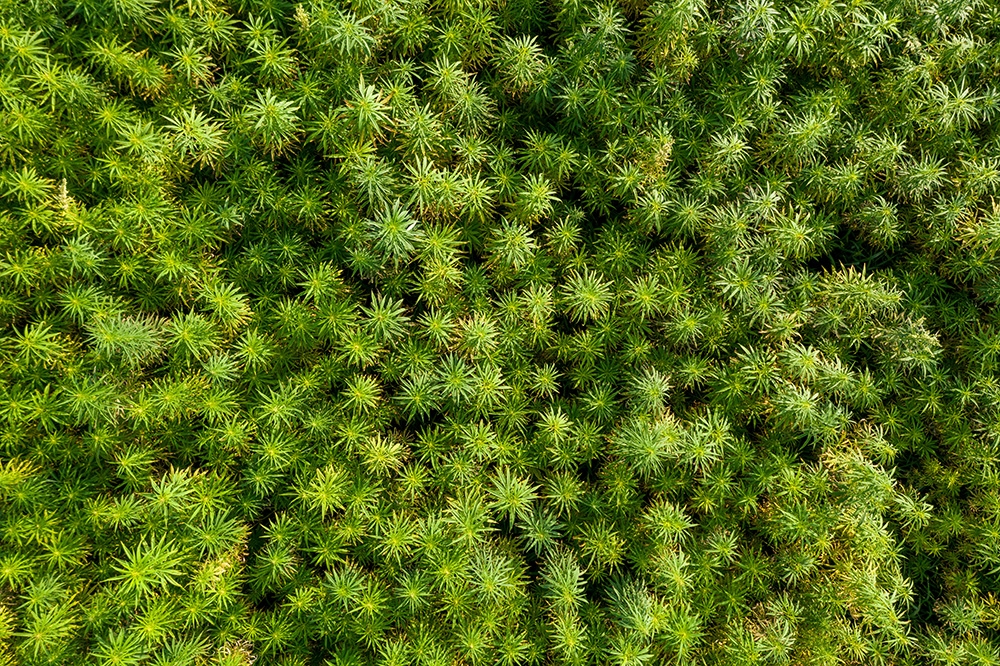 Hennep, een superplant die het milieu komt redden
